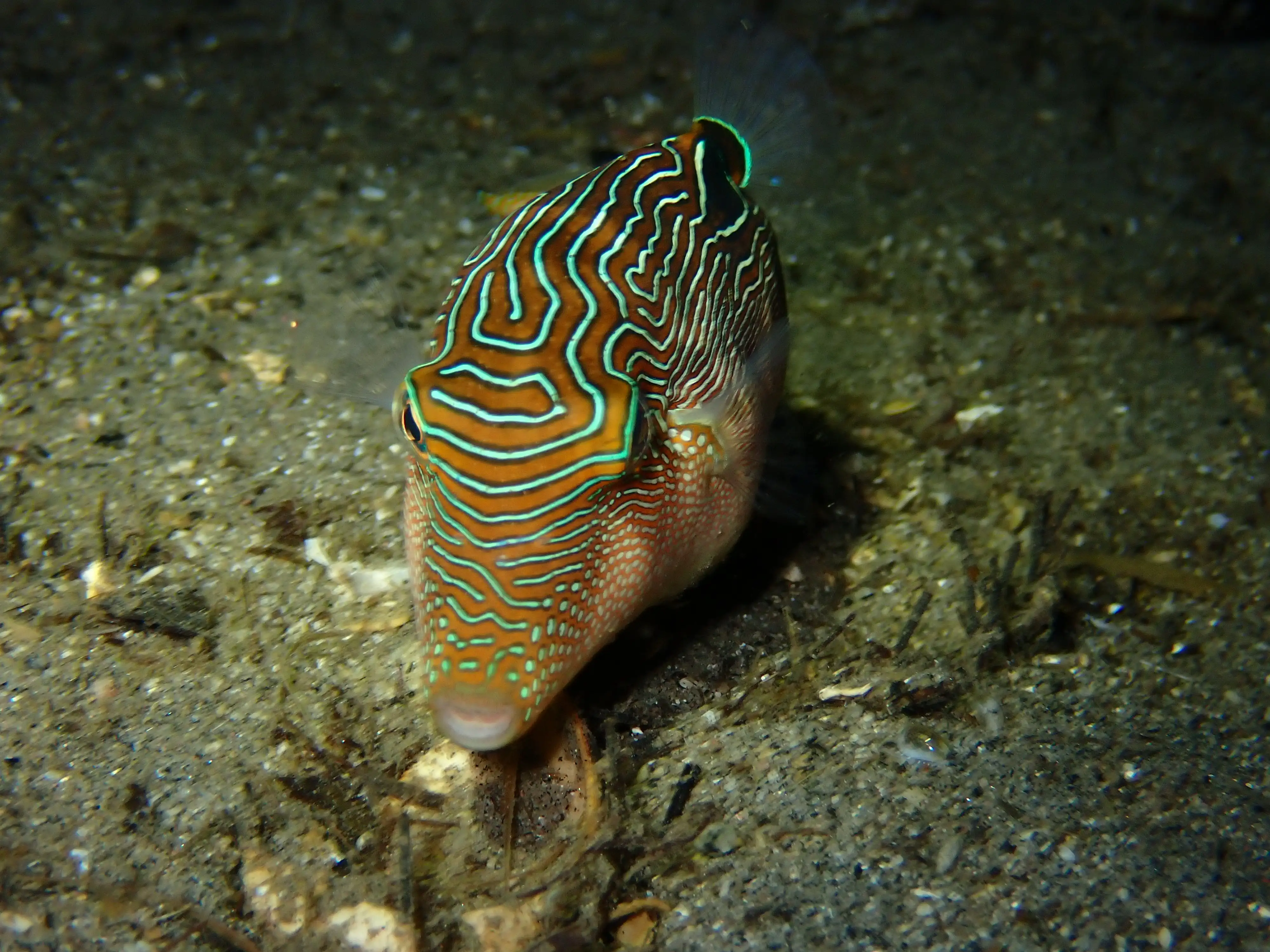 Canghister compressa (Toby pufferfish) - La Tortue muck site - 12m - night dive